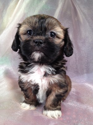 Female Lhasa Bichon Teddy bear Puppy for sale #10|Teddy bear breeder selling teddy bear puppies for less that Most teddy bear breeders